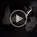 Joe D Martinez Pets V (63)
