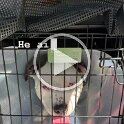 Joe D Martinez Pets V (64)