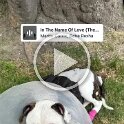 Joe D Martinez Pets V (67)