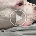 Joe D Martinez Pets V (68)