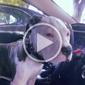 Joe D Martinez Pets V (73)