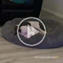 Joe D Martinez Pets V (76)