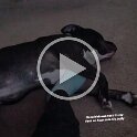 Joe D Martinez Pets V (9)